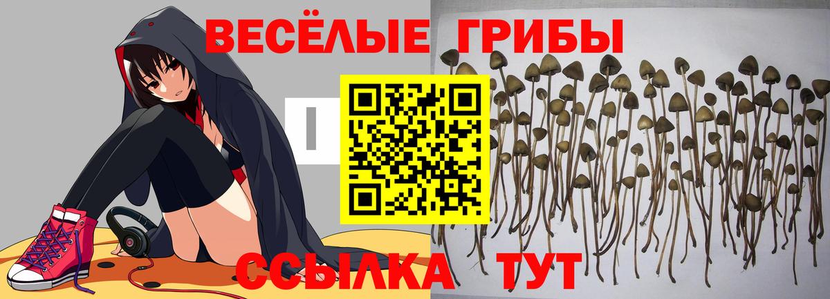 Псилоцибиновые грибы Psilocybe Сызрань